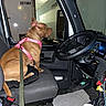 Truly joined the competition — help win amazing prizes! brown_dog, cup_holder, dashboard, dog, driver_seat, floor_mat, indoor, interior, leash, leather_seat, looking_out, pet, pink_harness, resting, seat, side_mirror, steering_wheel, truck, vehicle, window