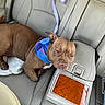 armrest, backseat, bandana, brown_dog, canine, car_interior, closeup, comfort, dog, domestic_animal, indoor, leather_seat, mammal, pet, relaxed, resting, seatbelt, sleepy, transportation, vehicle