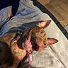 animal, blanket, brown_dog, canine, close_up, comfort, cozy, dog, domestic_animal, ears, floor, hand, happy, indoor, leash, mouth_open, pet, resting, tattoo, wood_floor