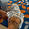 animal, blue, blur, brown_dog, carpet, casual, clothing, cozy, dog, floor, hand, hoodie, indoor, leaf_pattern, orange, pattern, person, pet, rug, skull