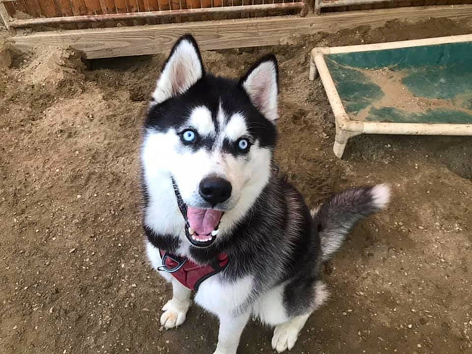 Brady joined the competition — help win amazing prizes! ancient_dog_breeds, art, carnivore, companion_dog, dog, dog_breed, fur, grass, non_sporting_group, siberian_husky, sled_dog, working_dog