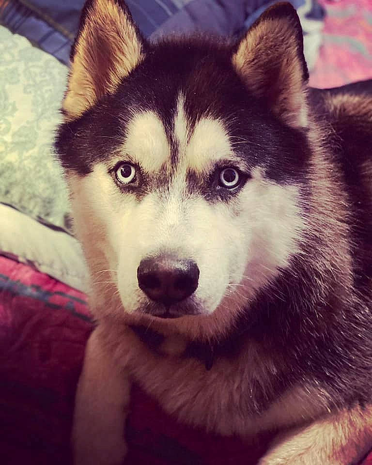 Brady joined the competition — help win amazing prizes! canidae, canis, carnivore, close_up, companion_dog, dog, dog_breed, eye, fur, hair, head, iris, jaw, sled_dog, snout, sporting_group, terrestrial_animal, whiskers, wildlife, wolf