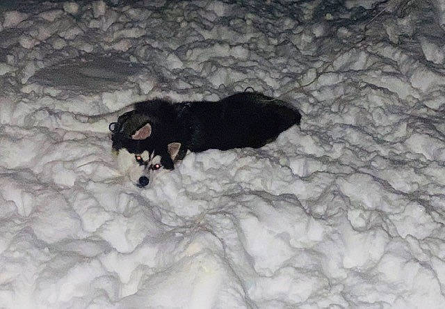 Brady is registered to the contest to win money with this photo: bear, borador, canidae, carnivore, claw, dog, dog_breed, freezing, fur, guard_dog, snout, snow, sporting_group, tail, terrestrial_animal, winter, working_animal