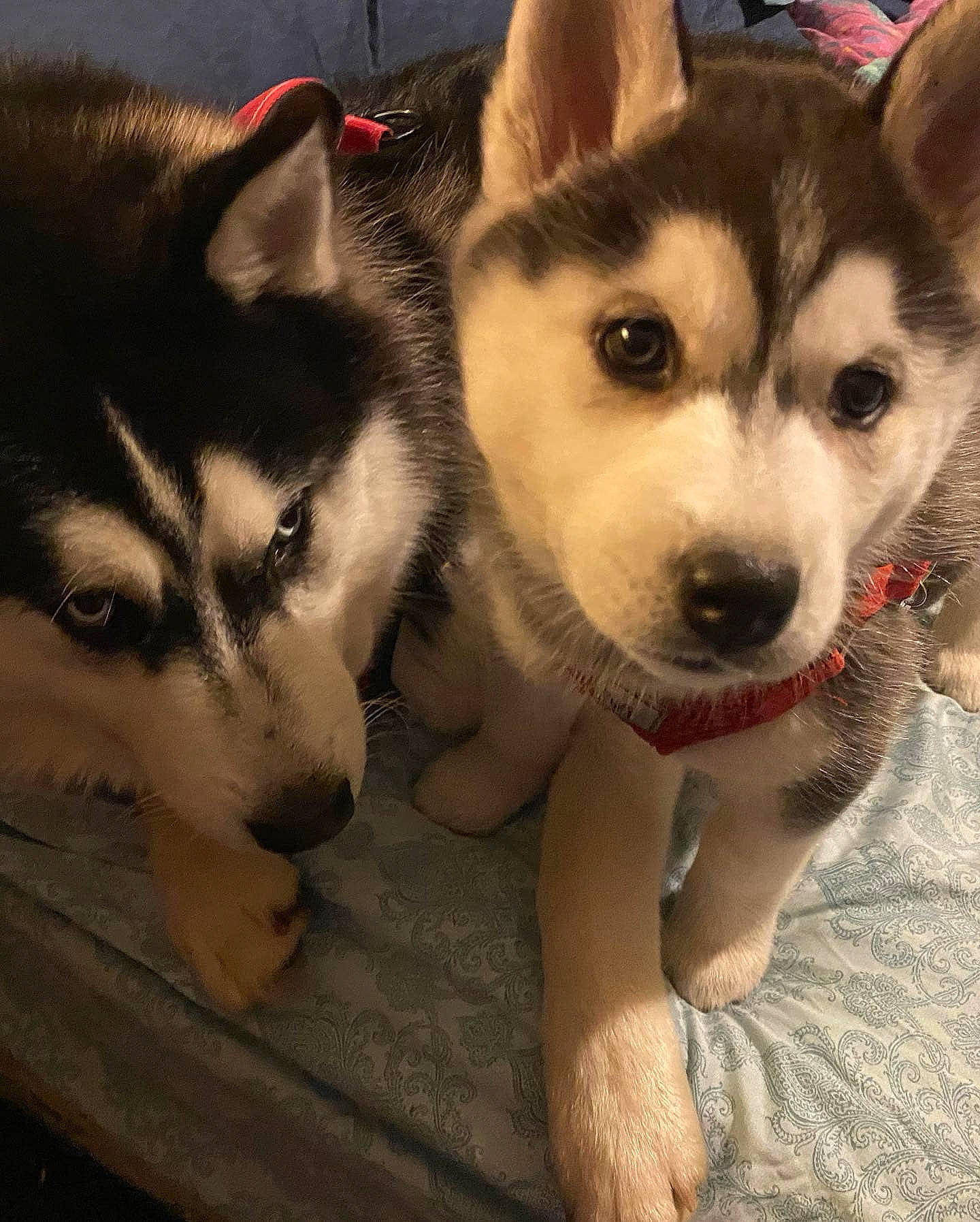 Bella Rose joined the competition — help win amazing prizes! ancient_dog_breeds, canidae, canis, carnivore, companion_dog, dog, dog_breed, foot, fur, non_sporting_group, paw, recreation, siberian_husky, sled_dog, snout, sporting_group, terrestrial_animal, whiskers, working_animal, working_dog