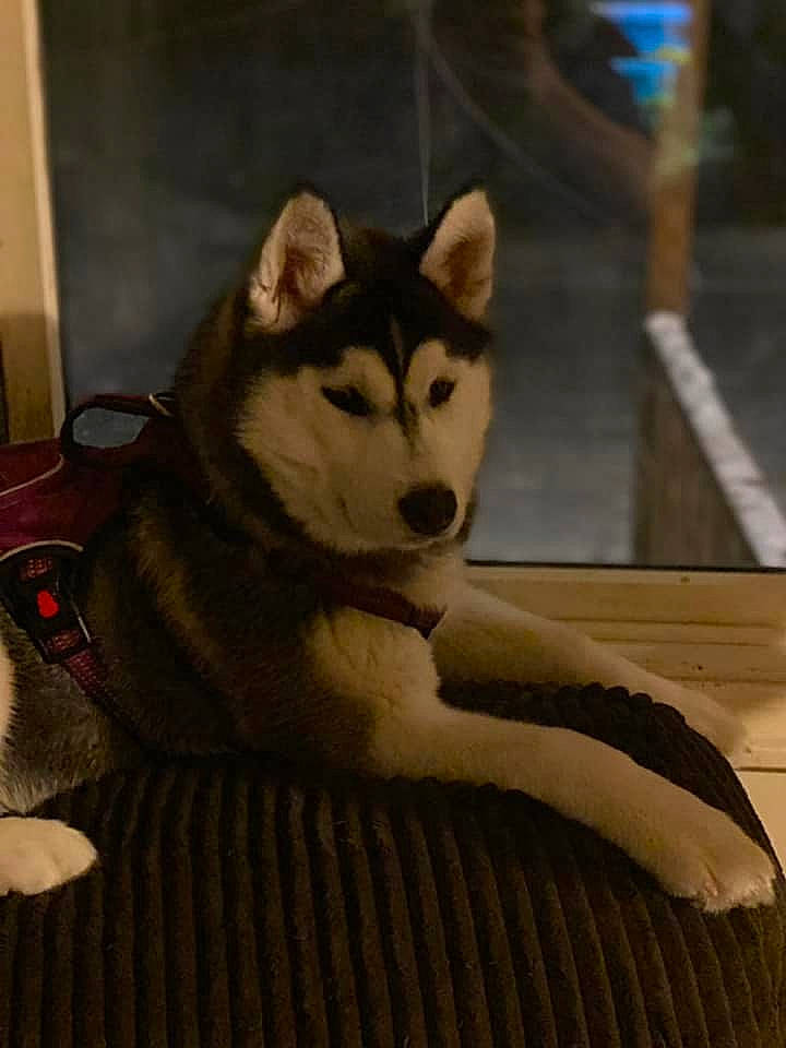 Bella Rose joined the competition — help win amazing prizes! art, canidae, carnivore, companion_dog, dog, dog_breed, fawn, flooring, fur, grey, siberian_husky, sled_dog, small_to_medium_sized_cats, snout, sporting_group, tail, whiskers, wolf, wood, working_animal