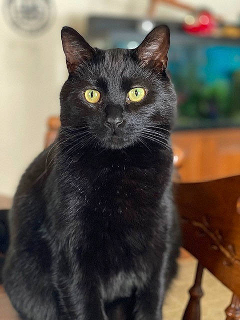 Maxi joined the competition — help win amazing prizes! black_cat, bombay, carnivore, cat, domestic_short_haired_cat, eye, felidae, fur, havana_brown, iris, small_to_medium_sized_cats, snout, terrestrial_animal, whiskers