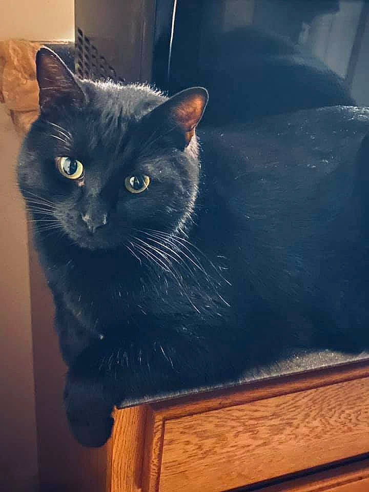 Maxi joined the competition — help win amazing prizes! black_cat, box, carnivore, cat, domestic_short_haired_cat, felidae, fur, grey, hardwood, mammal, rectangle, small_to_medium_sized_cats, snout, tail, tints_and_shades, varnish, whiskers, window, wood, wood_stain