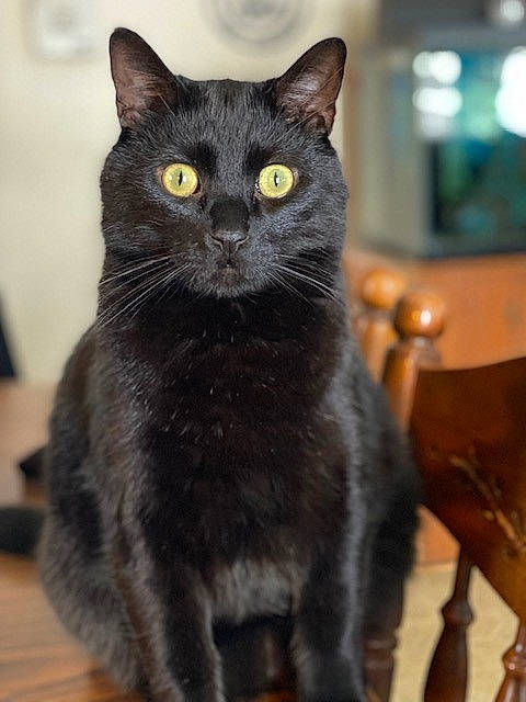 Maxi is registered to the contest to win money with this photo: black_cat, bombay, carnivore, cat, cat_furniture, domestic_short_haired_cat, felidae, fur, havana_brown, iris, small_to_medium_sized_cats, snout, tail, terrestrial_animal, whiskers