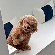 Lockheart is registered to the contest to win money with this photo: dog, brown_dog, fluffy, pet, bench, white_bench, cushion, indoor, smiling_dog, happy, playful, curly_fur, cute, animal, companion, modern, minimalist, fur, canine, portrait