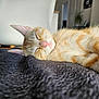 Pumpkin a rejoint le concours — aidez-le/la à gagner de superbes lots ! kitten, cat, sleeping, orange_tabby, pet, animal, fluffy, fur, closeup, blanket, indoor, cozy, nap, relaxation, cute, small, whiskers, pink_nose, soft, resting