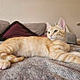 Pumpkin participe au concours pour gagner de l'argent avec cette photo : cat, kitten, orange_tabby, pet, animal, cute, feline, indoor, resting, blanket, couch, pillow, fur, whiskers, ears, tail, relaxed, domestic, soft, home