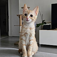 Pumpkin a rejoint le concours — aidez-le/la à gagner de superbes lots ! kitten, cat, orange_tabby, sitting, indoor, furniture, cat_tree, plant, television, living_room, curious, wide_eyes, soft_light, grey_surface, fur, pet, domestic_animal, young_cat, whiskers, ears