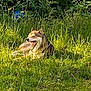 animal, canine, daylight, dog, field, flora, fur, grass, greenery, leaf, mammal, nature, outdoor, pet, relaxed, resting, summer, sunlight, wildlife, yawning