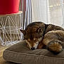 Ulysse participe au concours pour gagner de l'argent avec cette photo : brown, cozy, curtains, cushion, dog, ears, fur, furniture, home, indoor, nose, pet, plant_pot, quiet, relaxation, resting, side_table, sleeping, tail, wooden_floor
