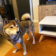 Ulysse a rejoint le concours — aidez-le/la à gagner de superbes lots ! alert, animal, bone, cabinet, carpet, cozy, curled_tail, dog, domestic_animal, floor, footwear, fur, furniture, home, indoor, living_room, pet, sock, table, wooden_floor