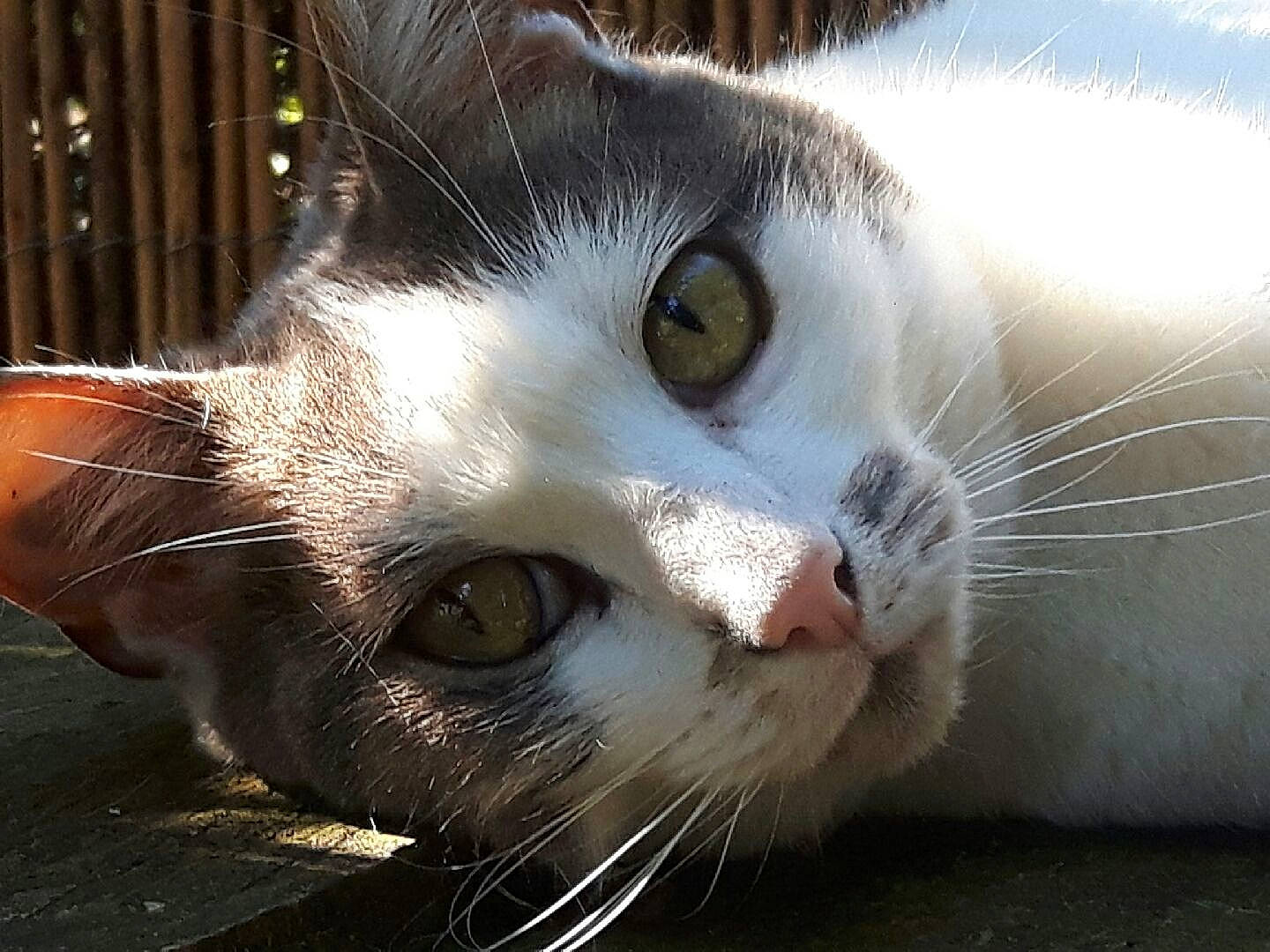 Java participe au concours pour gagner de l'argent avec cette photo : carnivore, cat, close_up, domestic_short_haired_cat, felidae, fur, nose, paw, small_to_medium_sized_cats, snout, tail, whiskers