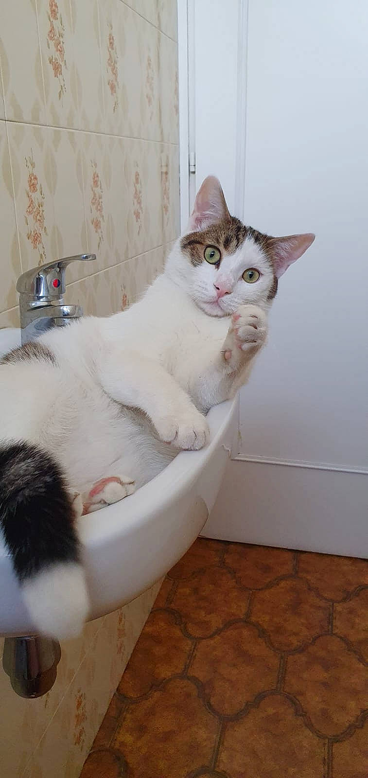 Muffin a rejoint le concours — aidez-le/la à gagner de superbes lots ! bathroom, carnivore, cat, cat_supply, ceramic, collar, fang, felidae, flooring, fur, paw, pet_supply, plumbing, plumbing_fixture, sink, small_to_medium_sized_cats, tail, tap, toilet, whiskers