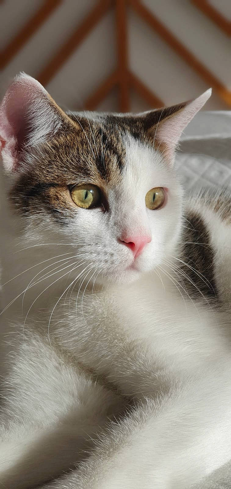 Muffin participe au concours pour gagner de l'argent avec cette photo : carnivore, cat, domestic_short_haired_cat, felidae, fur, iris, small_to_medium_sized_cats, snout, terrestrial_animal, whiskers