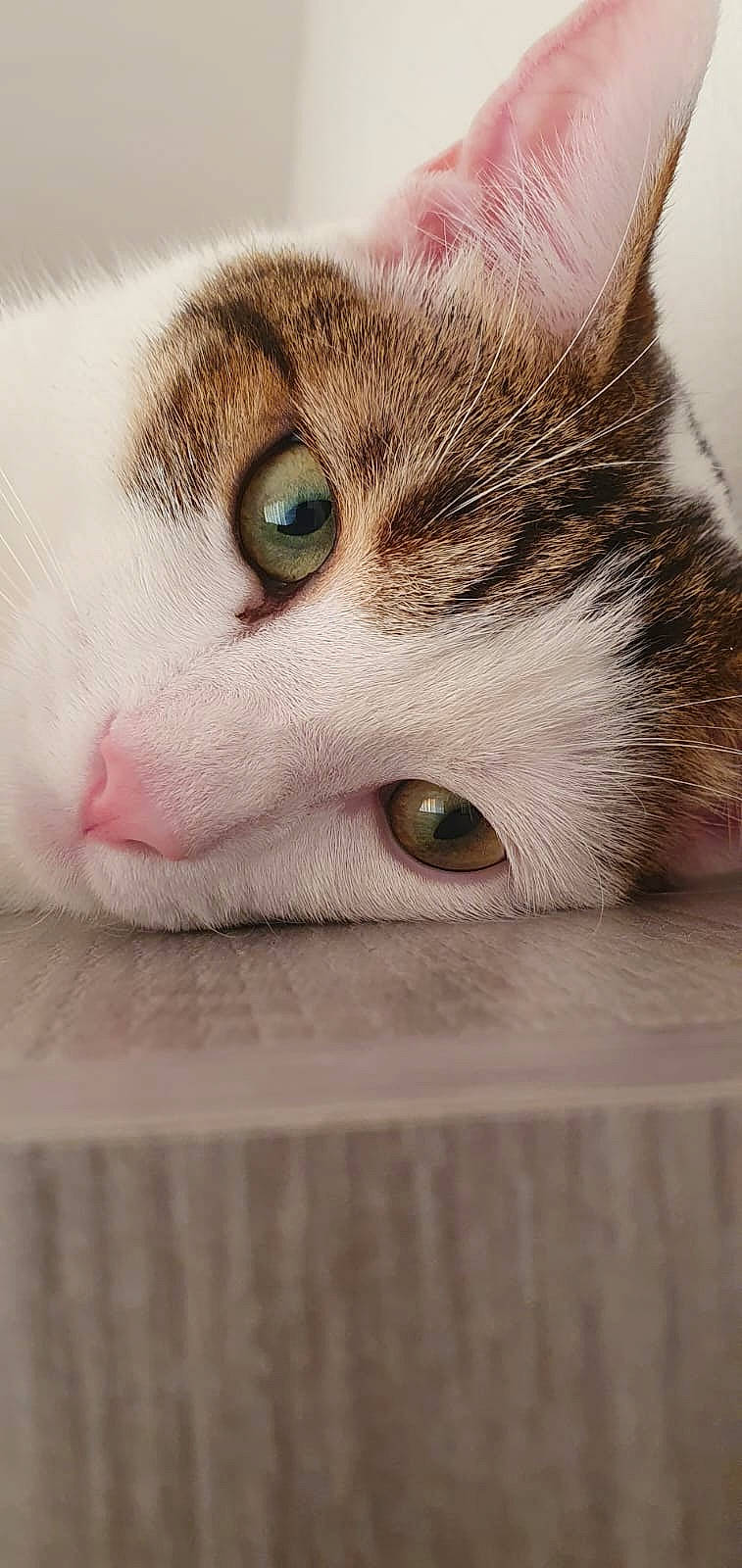 Muffin participe au concours pour gagner de l'argent avec cette photo : carnivore, cat, close_up, domestic_short_haired_cat, ear, eye, eyelash, fawn, felidae, fur, head, paw, photography, small_to_medium_sized_cats, snout, terrestrial_animal, whiskers, wood