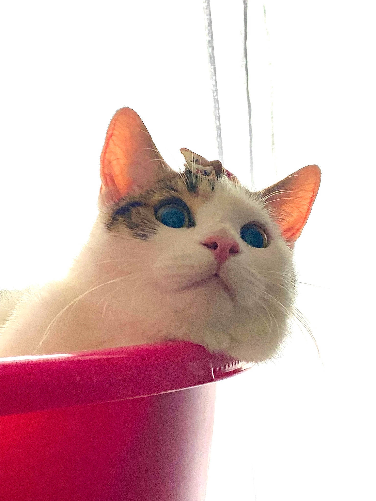 Muffin a rejoint le concours — aidez-le/la à gagner de superbes lots ! carnivore, cat, claw, comfort, domestic_short_haired_cat, fawn, felidae, foot, fur, gesture, paw, small_to_medium_sized_cats, snout, tail, vertebrate, whiskers