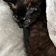 Luna joined the competition — help win amazing prizes! kitten, cat, pet, animal, furry, blanket, soft, cozy, resting, cute, closeup, indoor, mammal, young, sleepy, warm, comfort, fur, whiskers, ears
