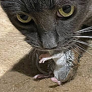 Charla Zumbrun is registered to the contest to win money with this photo: cat, mouse, animal, pet, predator, prey, close_up, whiskers, yellow_eyes, gray_fur, floor, domestic, wildlife, natural, mammal, small_mammal, fur, face, nose, mouth