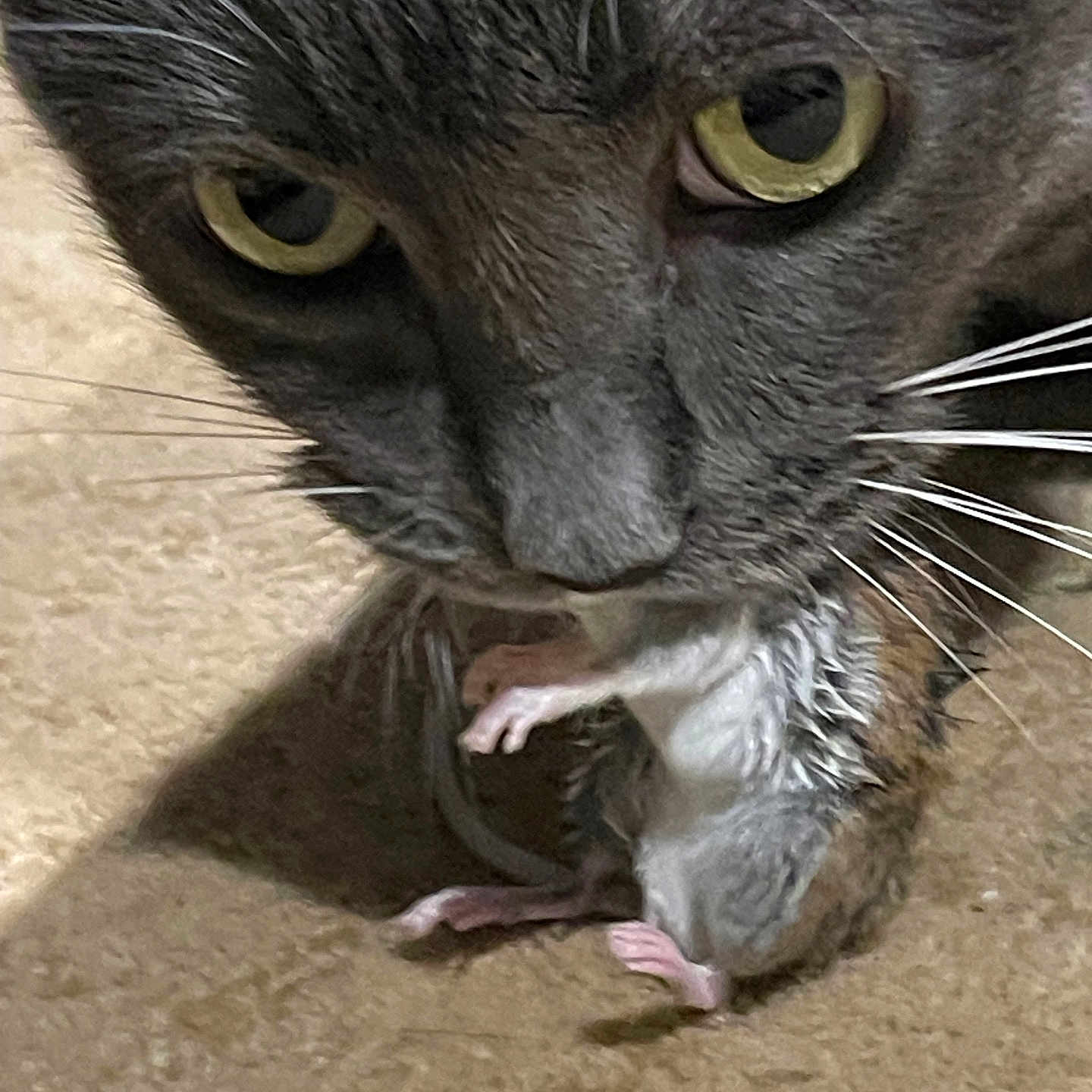 Charla Zumbrun is registered to the contest to win money with this photo: cat, mouse, animal, pet, predator, prey, close_up, whiskers, yellow_eyes, gray_fur, floor, domestic, wildlife, natural, mammal, small_mammal, fur, face, nose, mouth