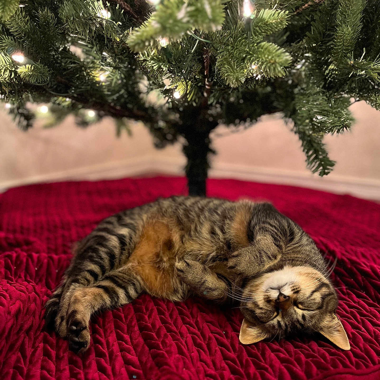 Huckleberry is registered to the contest to win money with this photo: animal, blanket, canine, cat, christmas, christmasdecorations, christmastree, conifer, dog, festival, fir, homedecor, kitten, manx, person, pet, pine, plant, sleeping, tree
