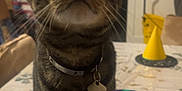 Comet joined the competition — help win amazing prizes! cat, tabby, pet, indoor, table, collar, curious, feline, domestic, whiskers, ears, face, legs, fur, household, blurred_background, domestic_animal, looking_up, closeup, indoor_lighting