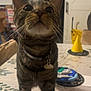 cat, tabby, pet, indoor, table, collar, curious, feline, domestic, whiskers, ears, face, legs, fur, household, blurred_background, domestic_animal, looking_up, closeup, indoor_lighting