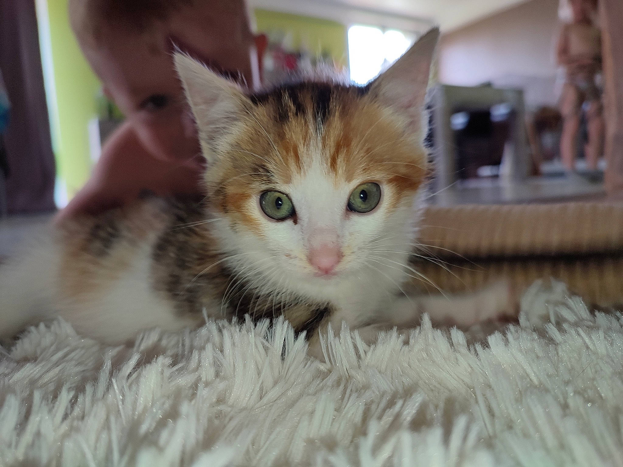 Lagherta a rejoint le concours — aidez-le/la à gagner de superbes lots ! carnivore, cat, claw, domestic_short_haired_cat, fawn, felidae, fur, iris, paw, photo_caption, small_to_medium_sized_cats, snout, tail, whiskers