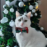 Savy is registered to the contest to win money with this photo: bell, bow_tie, cat, celebration, christmas_tree, close_up, cute, decorations, domestic_animal, festive, green_tree, holiday, holiday_season, indoor, ornaments, pet, pink_nose, silver_baubles, whiskers, white_cat