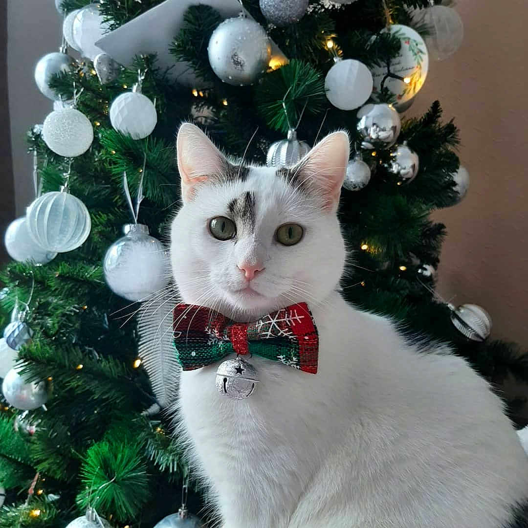 Savy is registered to the contest to win money with this photo: bell, bow_tie, cat, celebration, christmas_tree, close_up, cute, decorations, domestic_animal, festive, green_tree, holiday, holiday_season, indoor, ornaments, pet, pink_nose, silver_baubles, whiskers, white_cat