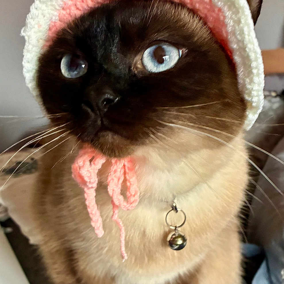 Princess Freyja is registered to the contest to win money with this photo: abyssinian, accessories, animal, baseballcap, beanie, bonnet, cap, cat, clothing, flower, flowerarrangement, flowerbouquet, hat, kitten, manx, pet, petal, plant, siamese, sunhat