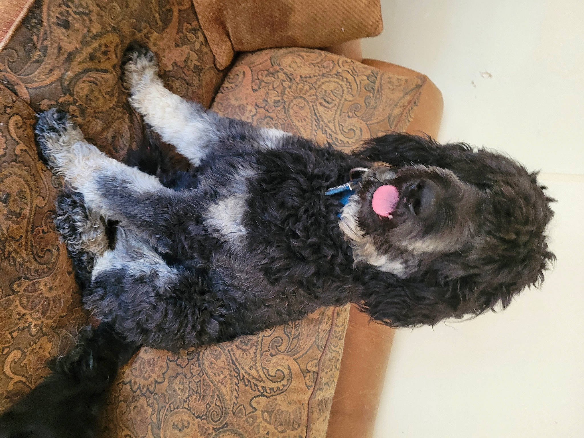 Flynn joined the competition — help win amazing prizes! canidae, carnivore, collar, comfort, companion_dog, couch, dog, dog_breed, ear, fashion_accessory, fawn, fur, natural_material, snout, sporting_group, tail, terrestrial_animal, water_dog, wool, working_animal