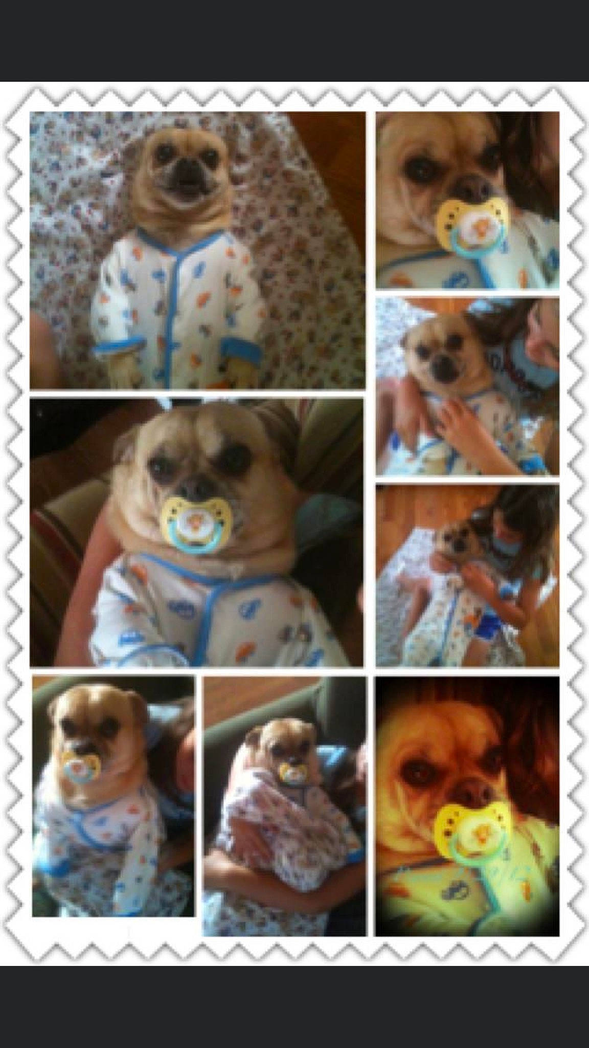 Peanut is registered to the contest to win money with this photo: canidae, collage, fawn, nose, sporting_group, yorkshire_terrier