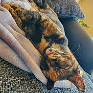 Vanille a rejoint le concours — aidez-le/la à gagner de superbes lots ! abyssinian, animal, blanket, cat, couch, cushion, furniture, homedecor, kitten, manx, person, pet, quilt, sleeping