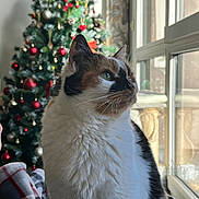 Didou a rejoint le concours — aidez-le/la à gagner de superbes lots ! cat, calico, window, christmas_tree, decorations, ornaments, holiday, indoor, soft_light, fur, pet, cozy, blanket, plaid, reflection, feline, animal, domestic, closeup, seasonal