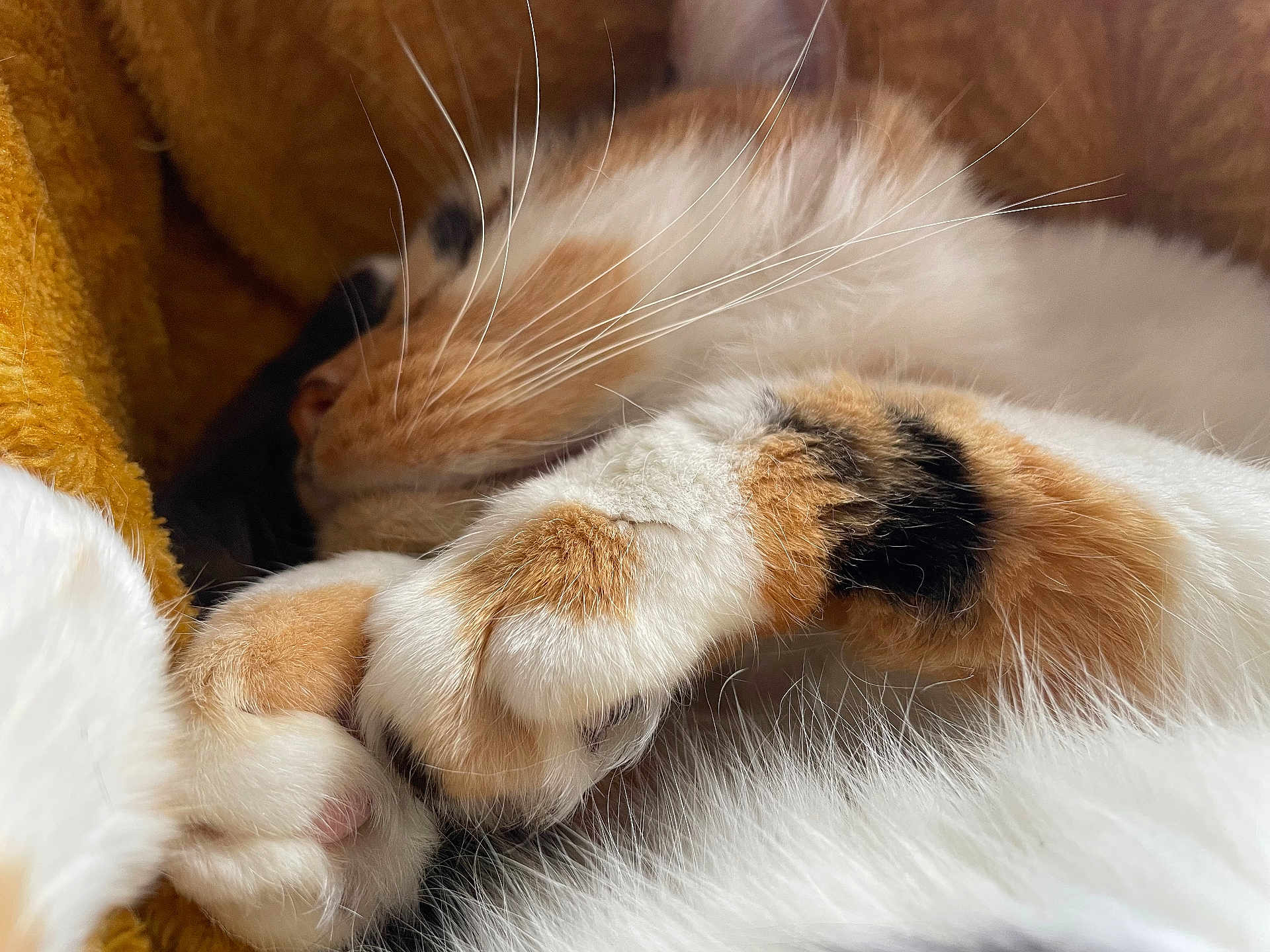Didou participe au concours pour gagner de l'argent avec cette photo : cat, calico, sleeping, close_up, fur, whiskers, paw, cozy, cute, animal, pet, resting, soft, warm, feline, relaxed, indoor, domestic, mammal, comfort
