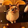 cat, calico_cat, table, glass_table, chair, yellow_chair, indoor, domestic, pet, fur, whiskers, curious, looking_up, cabinet, wooden_cabinet, water_bottle, gadget, reflection, cozy, warm_lighting