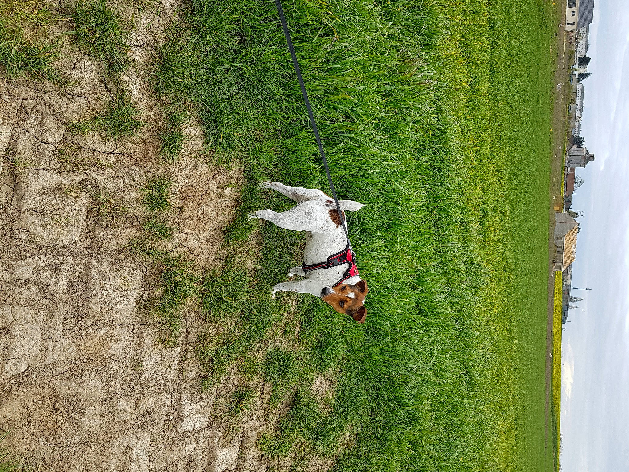Lucky participe au concours pour gagner de l'argent avec cette photo : grass, grass_family, green, plant, tree