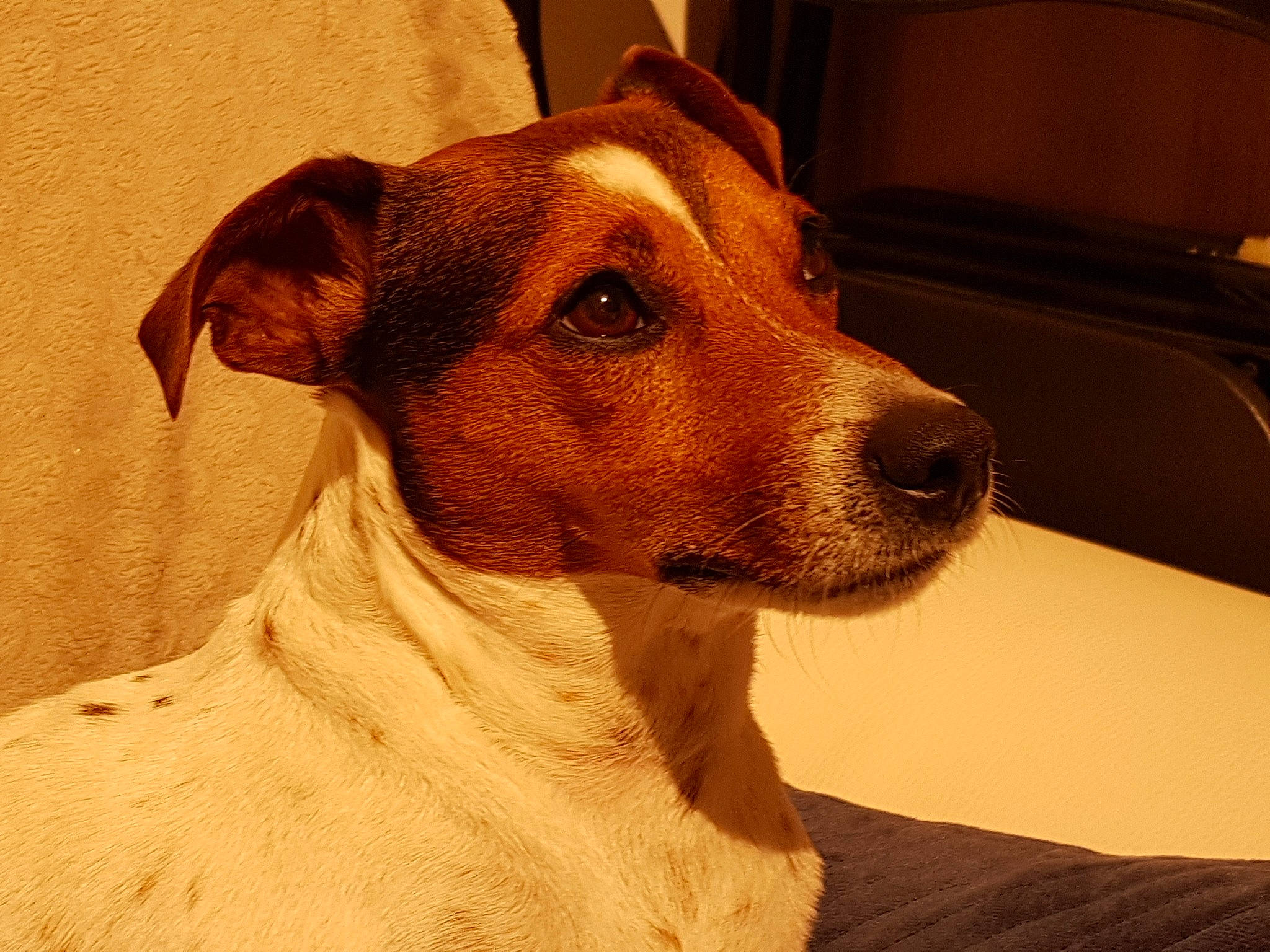 Lucky participe au concours pour gagner de l'argent avec cette photo : brazilian_terrier, canidae, carnivore, chilean_fox_terrier, companion_dog, danish_swedish_farmdog, dog, dog_breed, fox_terrier, jack_russell_terrier, mammal, rare_breed_dog, russell_terrier, smooth_fox_terrier, snout, terrier, vertebrate, whiskers