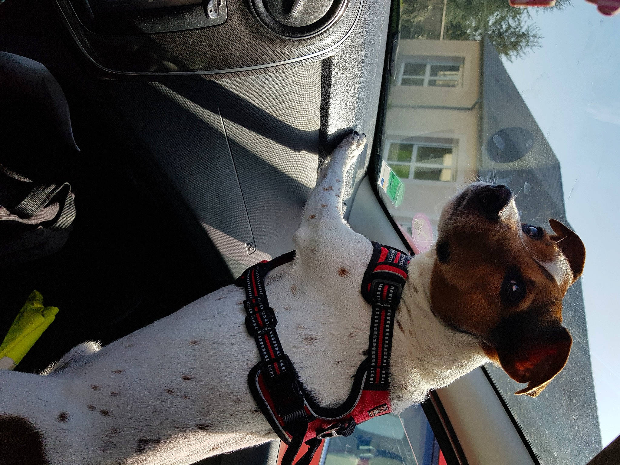 Lucky participe au concours pour gagner de l'argent avec cette photo : canidae, carnivore, dog, dog_breed, fox_terrier, guard_dog, leash, non_sporting_group, snout, sporting_group