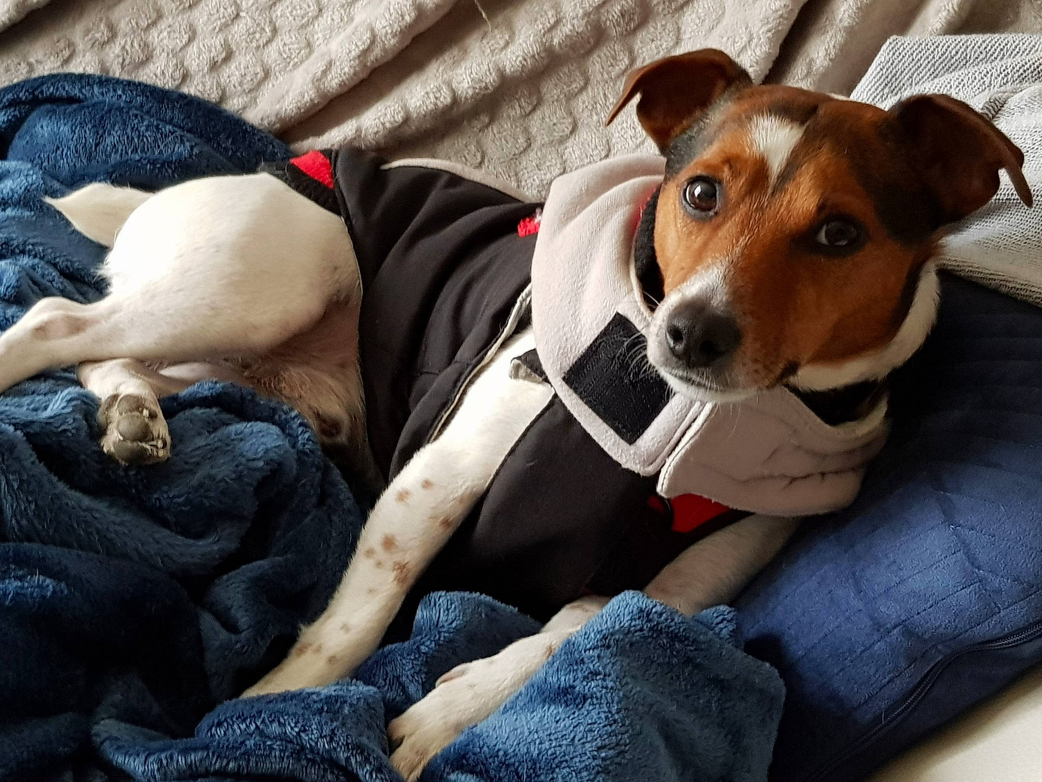 Lucky participe au concours pour gagner de l'argent avec cette photo : brazilian_terrier, canidae, carnivore, companion_dog, danish_swedish_farmdog, dog, dog_breed, feist, fox_terrier, jack_russell_terrier, mammal, miniature_fox_terrier, paw, rat_terrier, russell_terrier, smooth_fox_terrier, teddy_roosevelt_terrier, tenterfield_terrier, treeing_feist, vertebrate