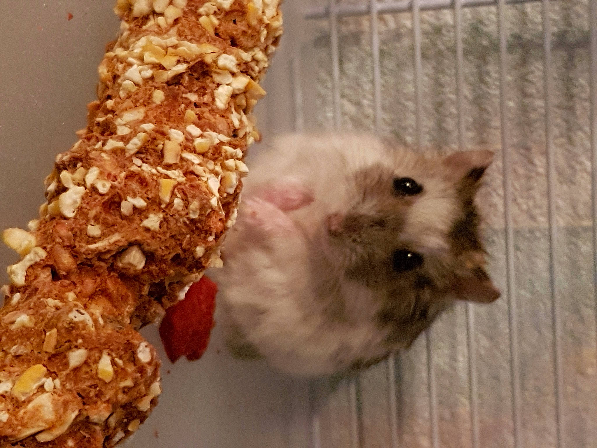Stitch participe au concours pour gagner de l'argent avec cette photo : breakfast, comfort_food, cuisine, dish, energy_bar, food, fur, gerbil, granola, hamster, meal, muridae, muroidea, rat, rodent, snack