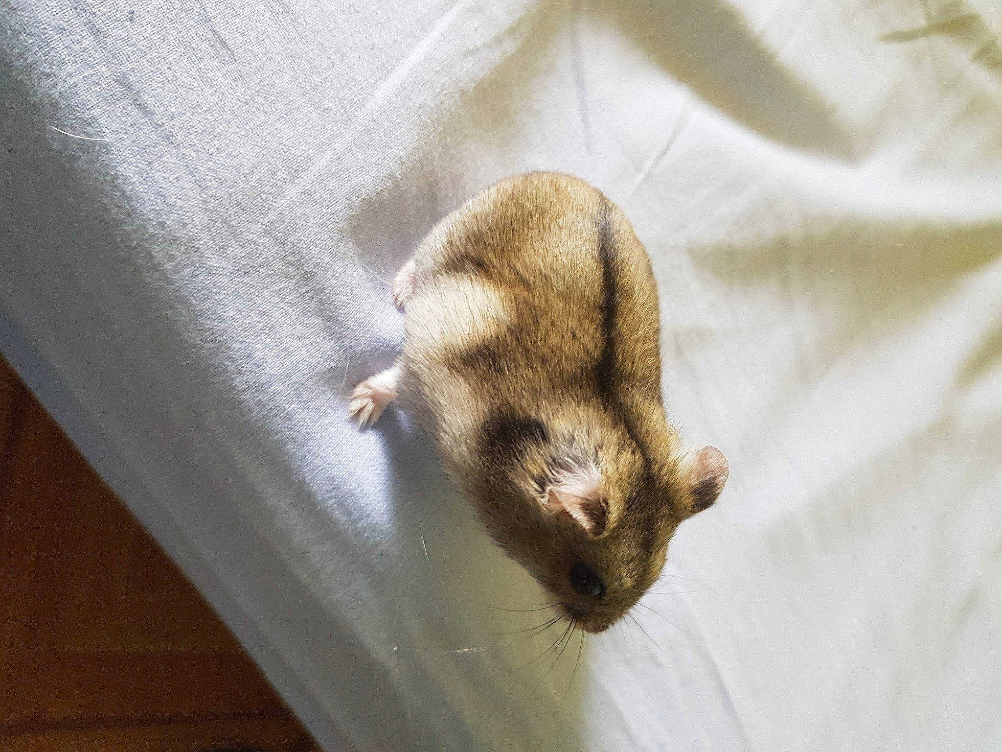 Stitch a rejoint le concours — aidez-le/la à gagner de superbes lots ! carnivore, degu, fawn, ferret, fur, mammal, marsupial, marten, muridae, polecat, rat, tail, whiskers