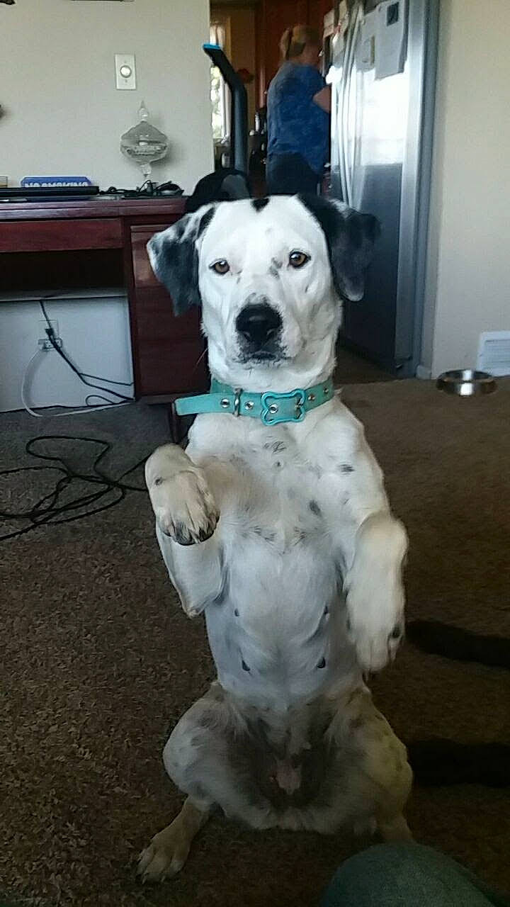 Nautica is registered to the contest to win money with this photo: ball, canidae, carnivore, collar, companion_dog, dog, dog_breed, dog_collar, dog_supply, door, fawn, fur, home_appliance, kitchen_appliance, office_supplies, paw, pet_supply, snout, sporting_group, working_animal