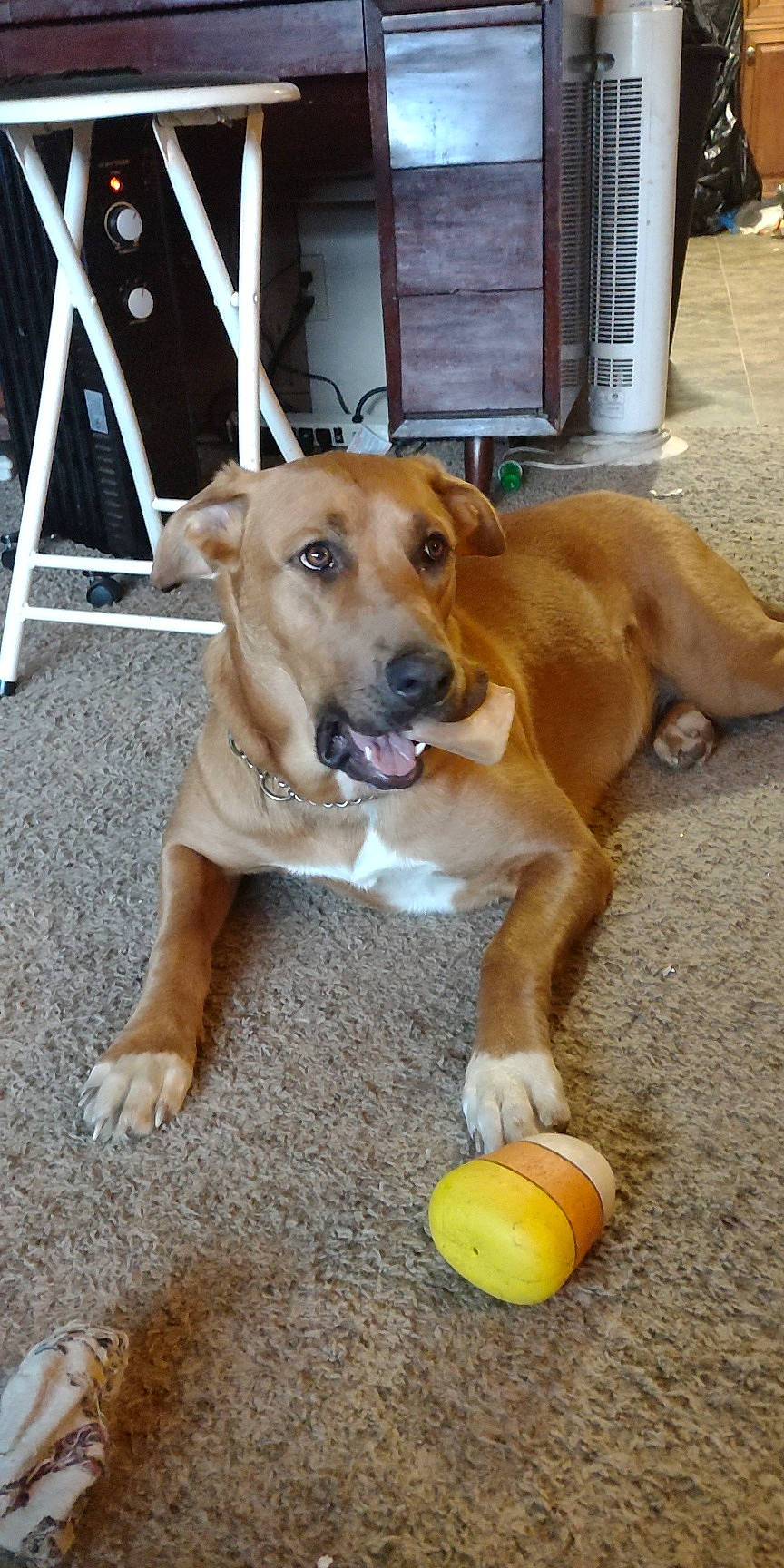 Roxy is registered to the contest to win money with this photo: ball, canidae, carnivore, citric_acid, citrus, companion_dog, dog, dog_breed, fawn, flooring, lemon, lemon_peel, meyer_lemon, paw, pet_supply, rangpur, snout, sporting_group, sweet_lemon, tennis_ball