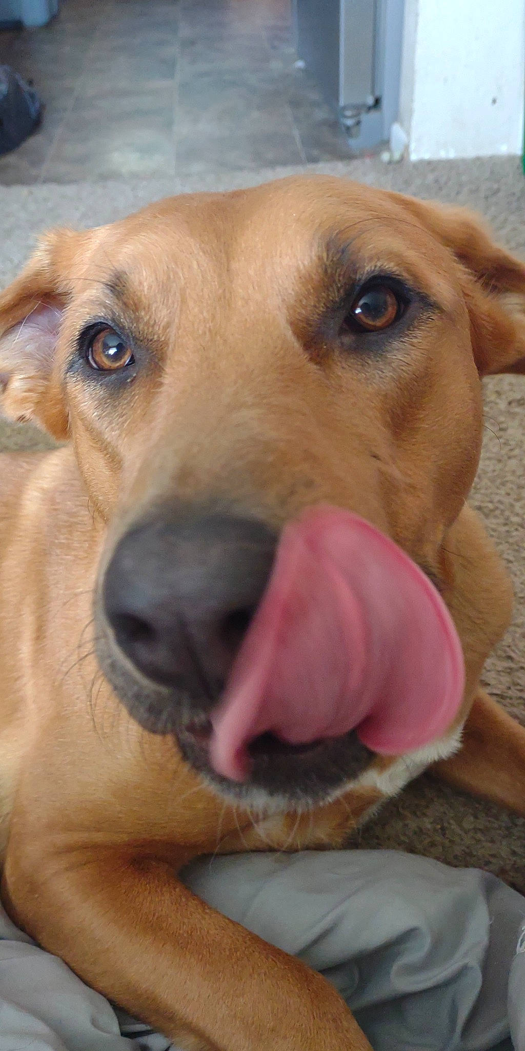 Roxy is registered to the contest to win money with this photo: canidae, carnivore, close_up, companion_dog, dog, dog_breed, ear, fawn, guard_dog, hound, jaw, nose, paw, pet_supply, retriever, snout, sporting_group, whiskers, working_animal, working_dog