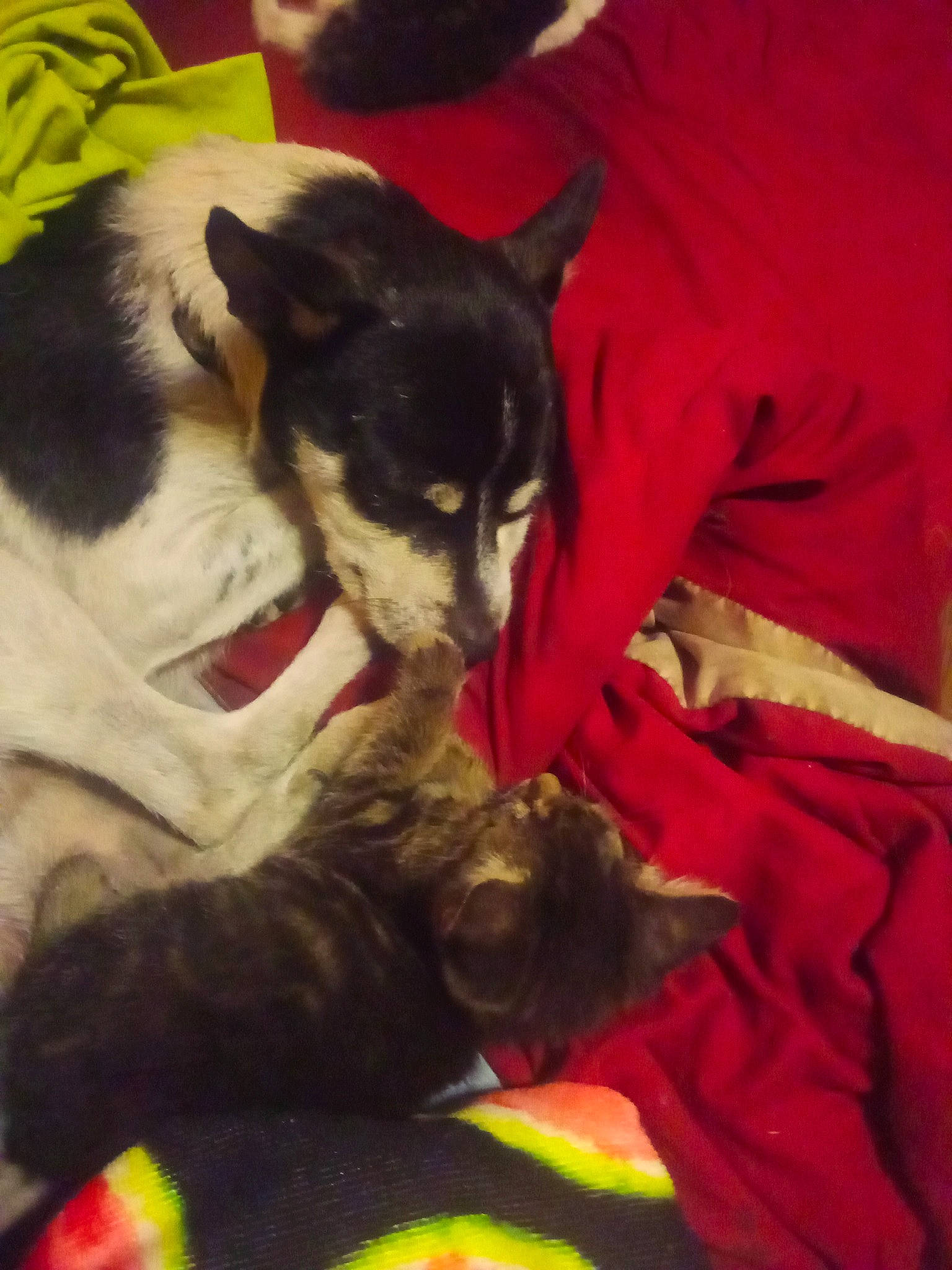 Little Man is registered to the contest to win money with this photo: canidae, carmine, carnivore, cat, claw, comfort, companion_dog, dog_breed, domestic_short_haired_cat, felidae, fur, lap, linens, nap, paw, small_to_medium_sized_cats, snout, sporting_group, tail, whiskers